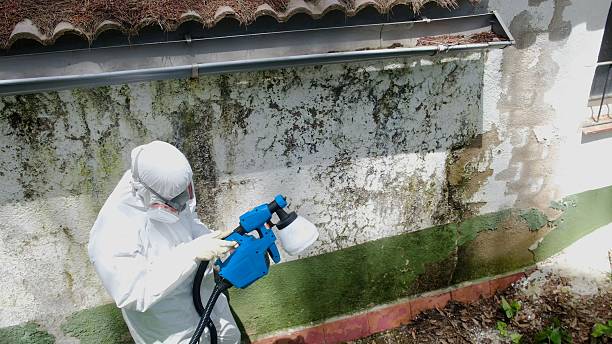 Top rated local Basement Mold Remediation specialists in West Grove, PA